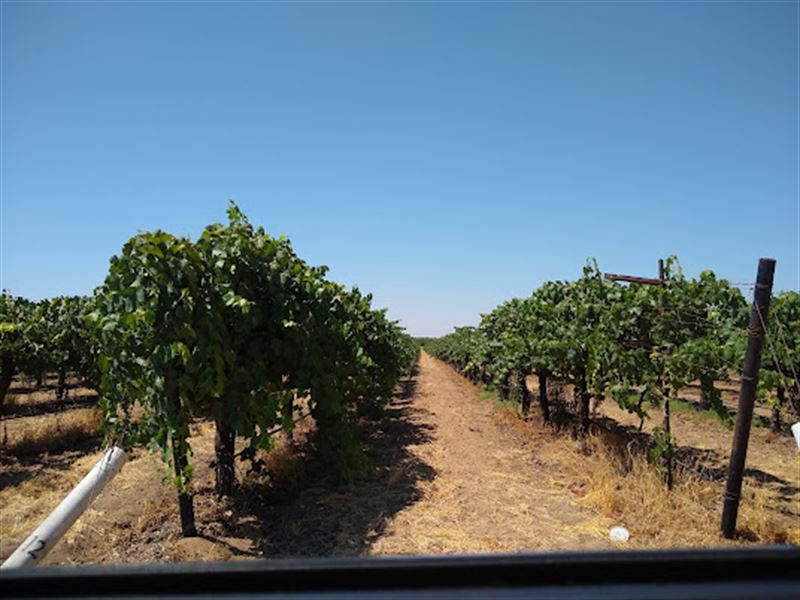 Syrah Wine Vineyard : Del Rey : Fresno County : California