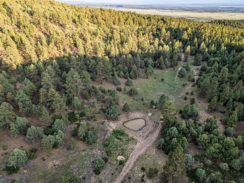 TA Bucks and Bulls : Tierra Amarilla : Rio Arriba County : New Mexico