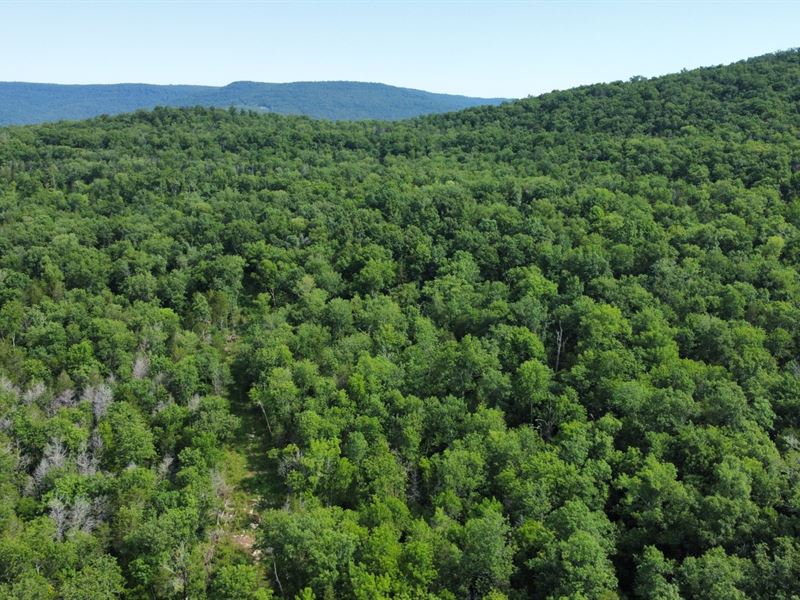 165.61 AC Jackson County Alabama : Woodville : Jackson County : Alabama