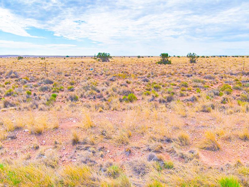 Wow, Start Living Your Dream : Holbrook : Navajo County : Arizona