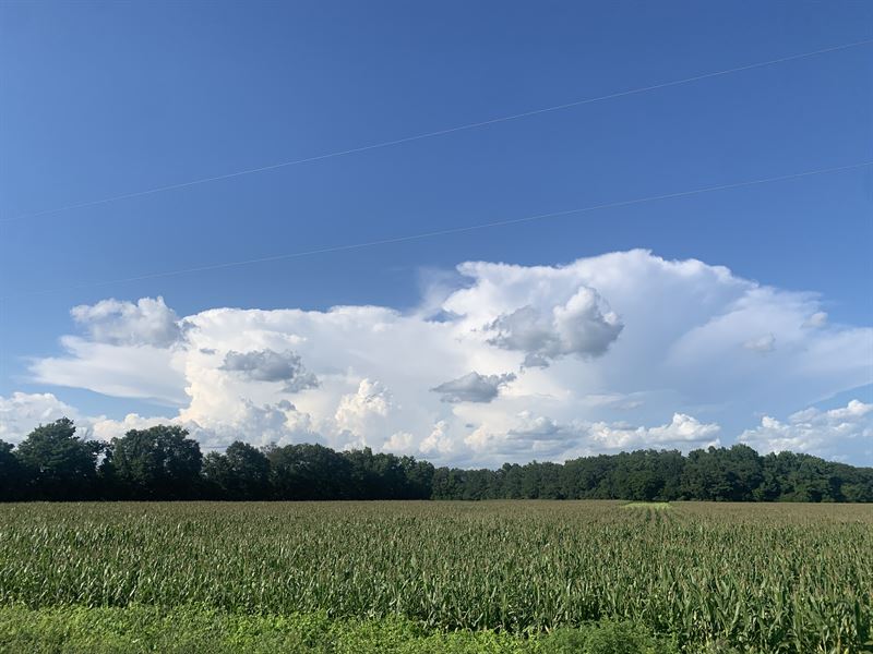 Future Farm or Hunting Retreat : Dalzell : Lee County : South Carolina