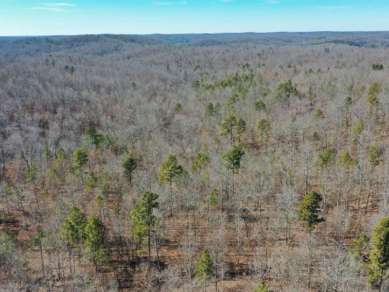 Secluded Hunting Retreat in Ozarks : Salem : Shannon County : Missouri