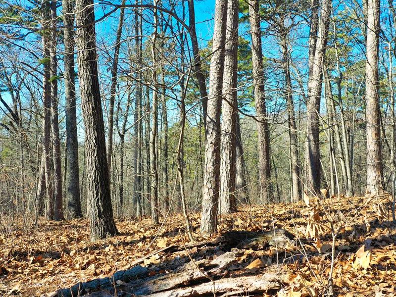 Missouri Ozarks Hunting Property : Salem : Shannon County : Missouri