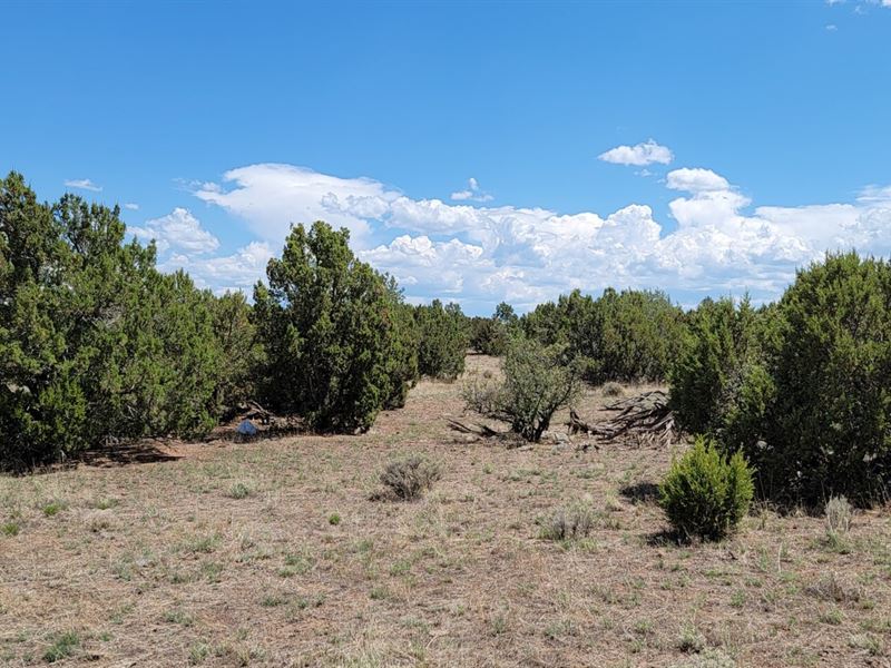 Spacious 1.3 Acre with Power : Concho : Apache County : Arizona