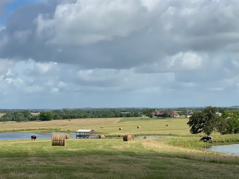 Bovista 45 : Montgomery : Montgomery County : Texas
