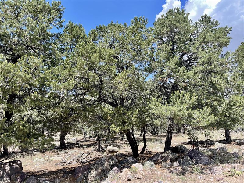 Setting on a Cul-De-Sac : Saguache : Saguache County : Colorado