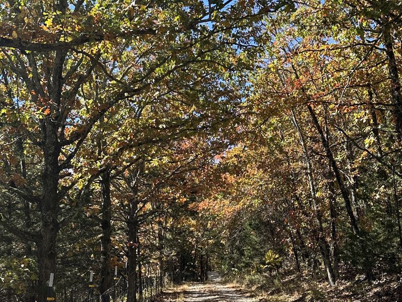Timber, Hunting, Nice Home, Private : Cabool : Texas County : Missouri