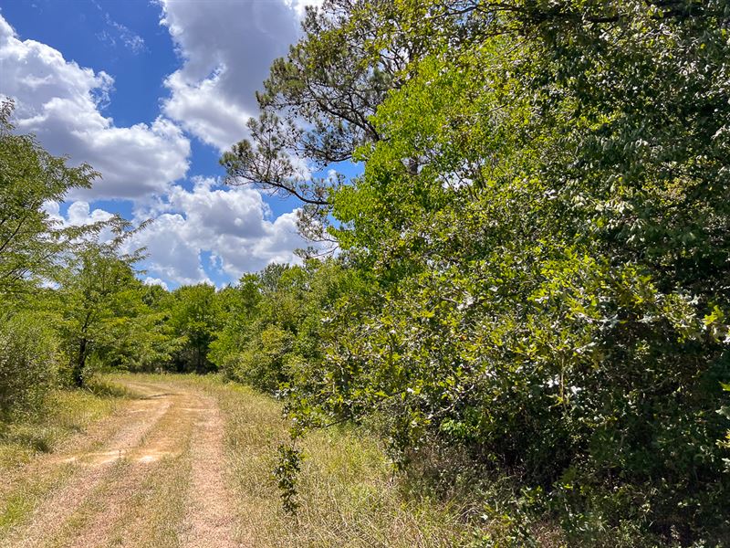 301 Acres, Highway 105 : Batson : Hardin County : Texas