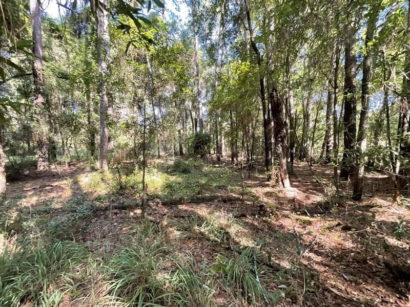 Pretty Lot Near The Suwannee River : Live Oak : Suwannee County : Florida