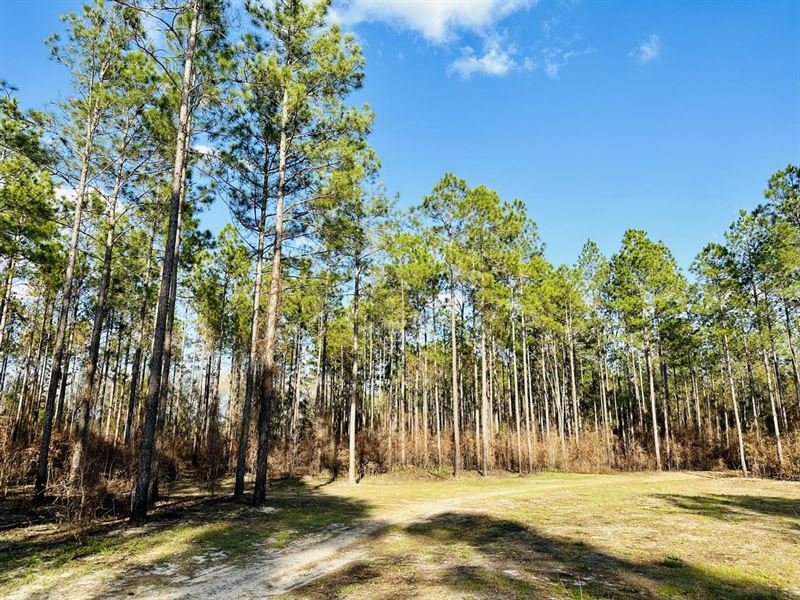 62 Acre Timber Oasis : Madison : Madison County : Florida