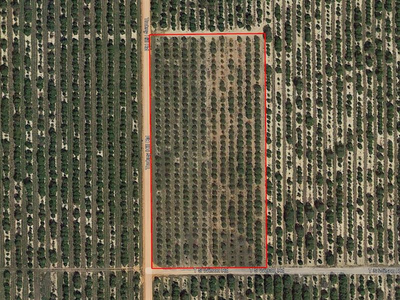 5 Acre Frostproof Grove : Frostproof : Polk County : Florida