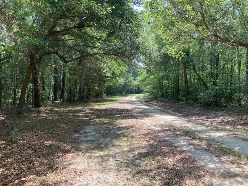 Black River Timber Tract : Manning : Clarendon County : South Carolina