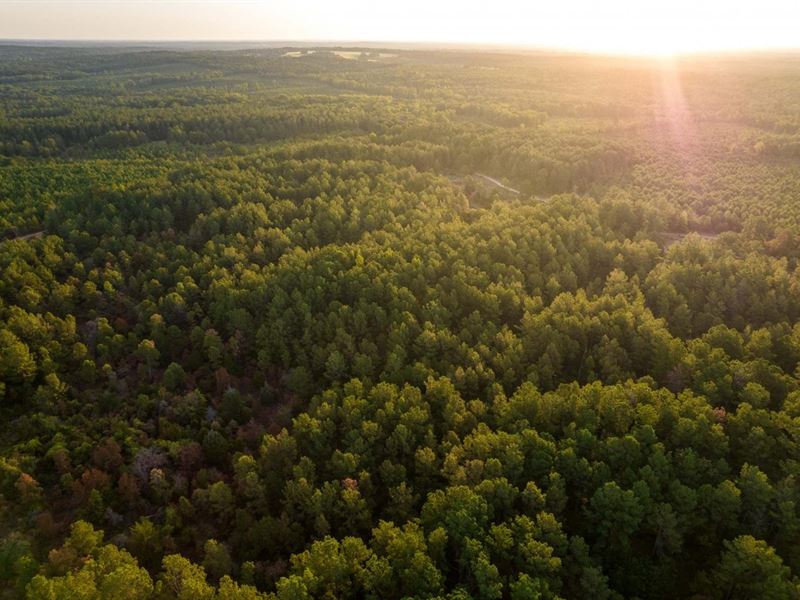 Sandy Pines Farm : Winnsboro : Wood County : Texas