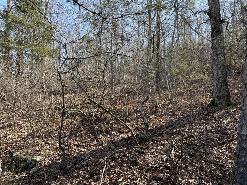 Good Area for Deer Hunting, 30 : Mountain View : Stone County : Arkansas