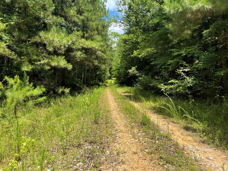 48 Acres Tuscaloosa : Knoxville : Tuscaloosa County : Alabama