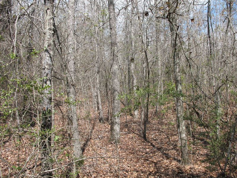 Lowndes County Tract Near I-65 : Fort Deposit : Lowndes County : Alabama