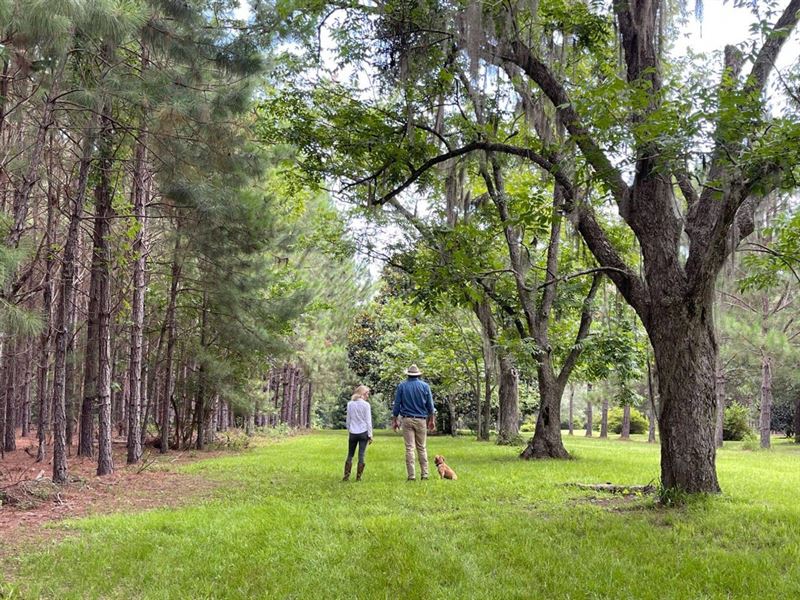Ox Lake Tree Farm : Monticello : Jefferson County : Florida