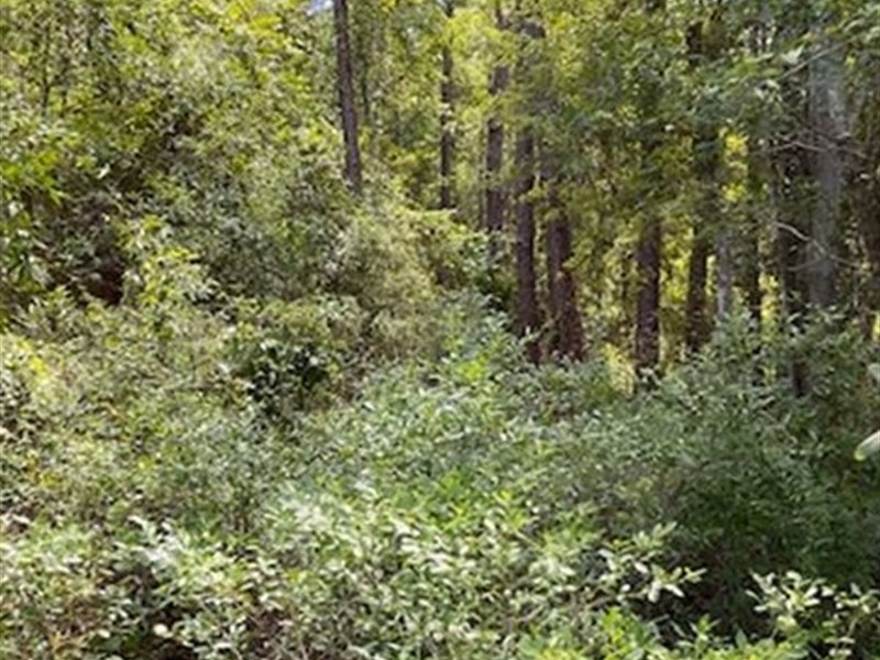 Scenic Wooded Property : Lawtey : Bradford County : Florida