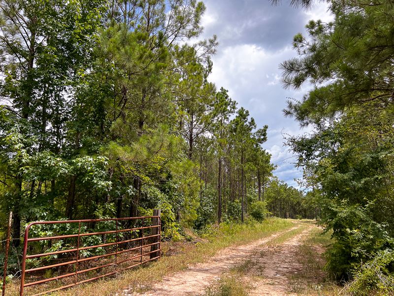 168 Acres, FM 350 : Moscow : Polk County : Texas