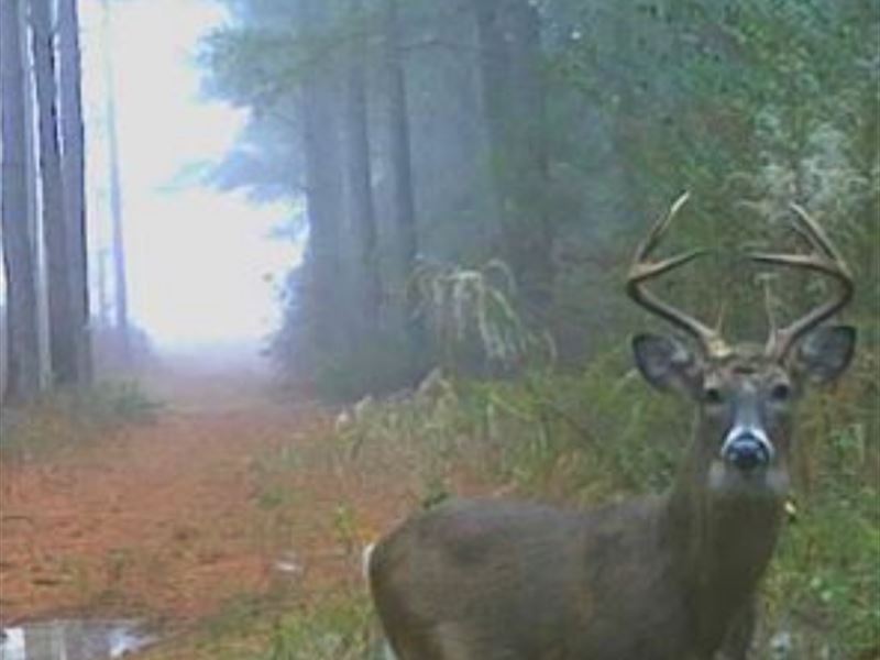 217 Acres, Hunting / Timber : Reynolds : Macon County : Georgia