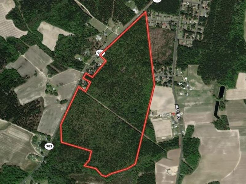 115 Acres of Hunt : Snow Hill : Greene County : North Carolina