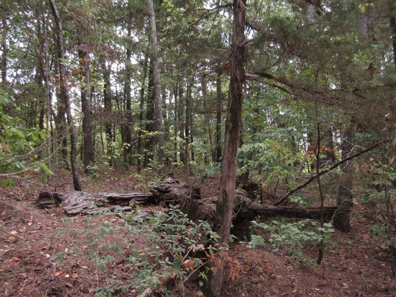 Recreational Honey Hunting Hole : Fort Towson : Choctaw County : Oklahoma