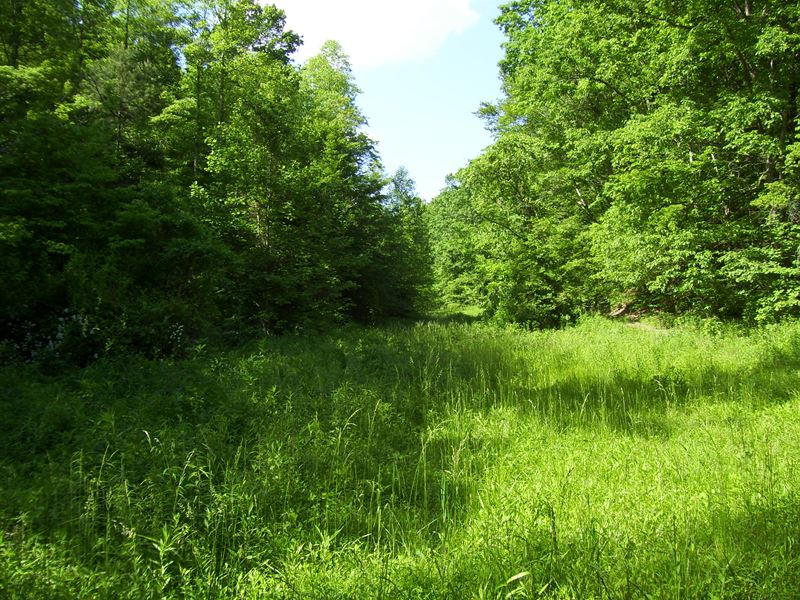Roberts Hardwood Forest : Sextons : Owsley County : Kentucky