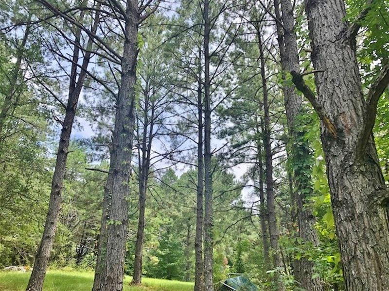 12.64 Rolling Acres On Hwy 568 Wes : Magnolia : Pike County : Mississippi