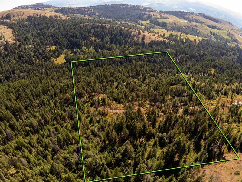 Wooded 20 Ac Near Curlew Lake, WA : Curlew Lake : Ferry County : Washington