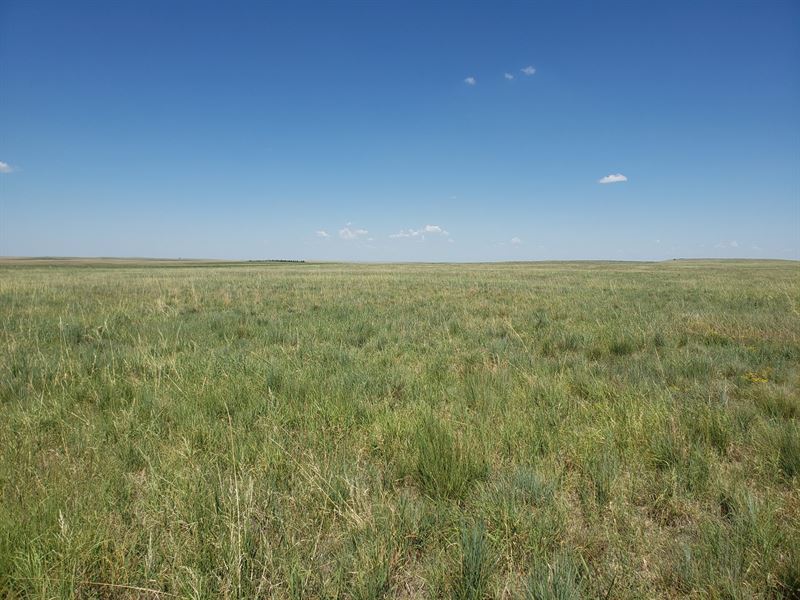 Washington County Grass and Hunting : Akron : Washington County : Colorado