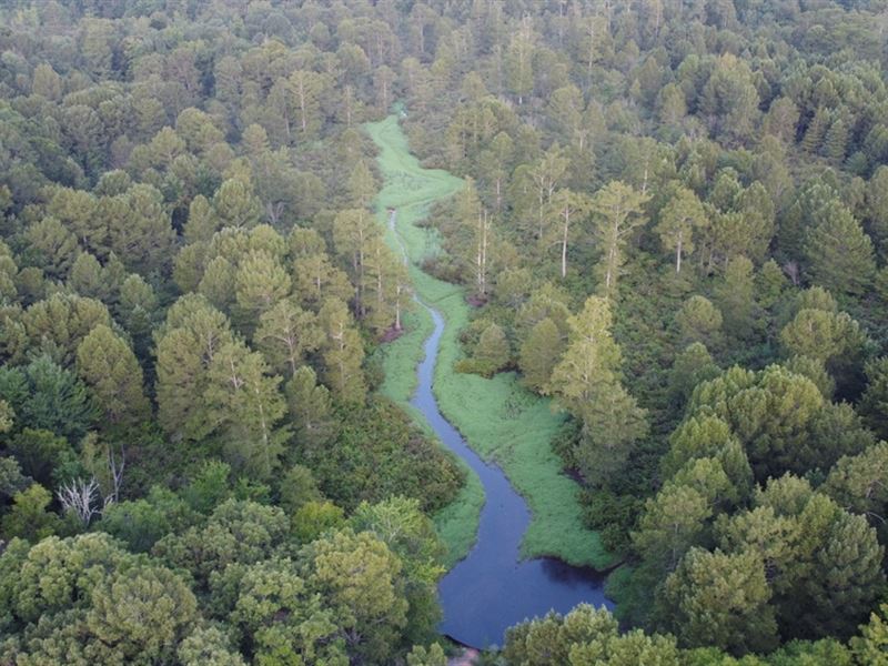 Dorcheat 280 Acres for Sale Webster : Cotton Valley : Webster Parish : Louisiana