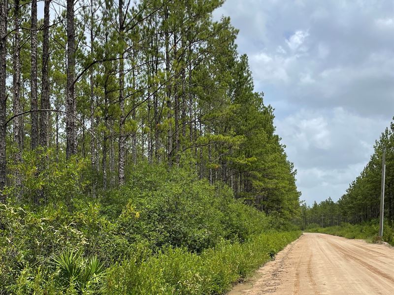 Waycross Woodlands, 3D : Glenmore : Ware County : Georgia