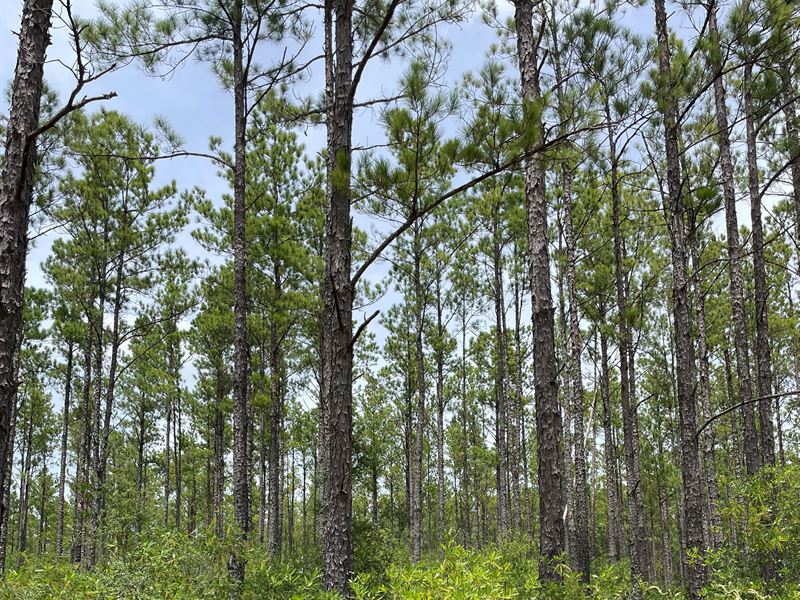 Waycross Woodlands, 9C : Glenmore : Ware County : Georgia