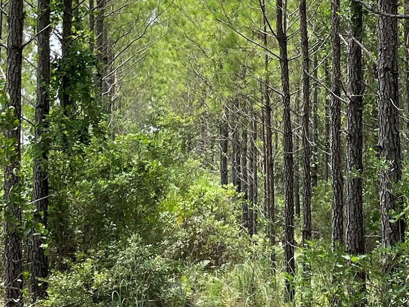 Waycross Woodlands, 1C : Glenmore : Ware County : Georgia