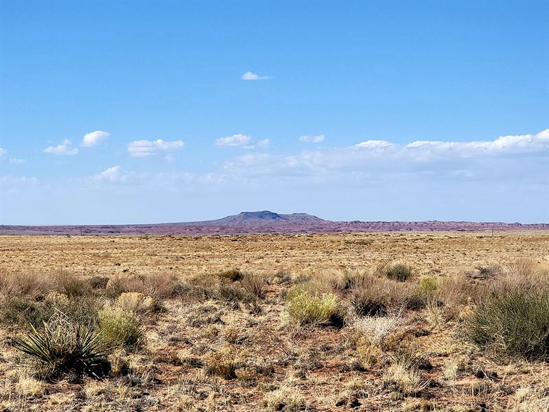 Your Perfect Getaway in Arizona : Petrified Forest Natl Pk : Apache County : Arizona