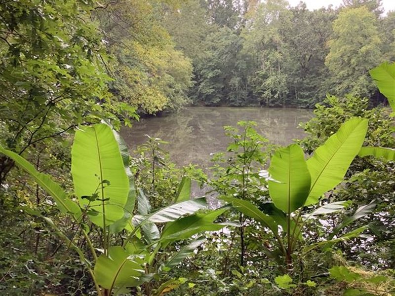 Woods, Pond and Creek : Madison : Morgan County : Georgia