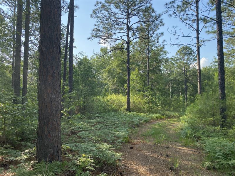 Private Mini Hunting Homesite : Arabi : Turner County : Georgia