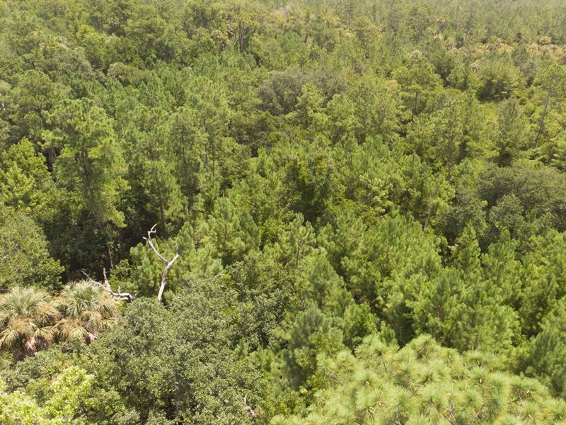 1.14 Acres Only $500 Down : Palatka : Putnam County : Florida