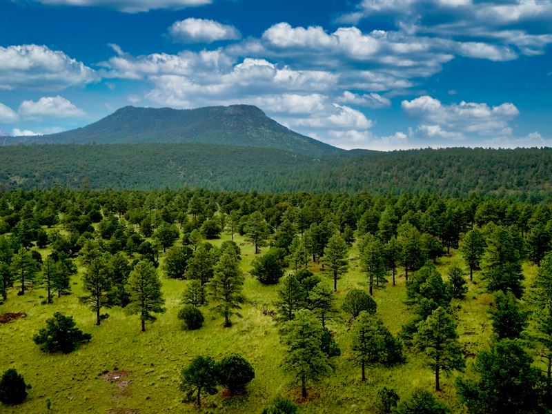 167 Ac, Power, by National Forest : Pie Town : Catron County : New Mexico