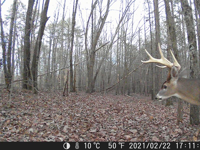 35 Acres, Wooded with Creek : Pell City : Saint Clair County : Alabama