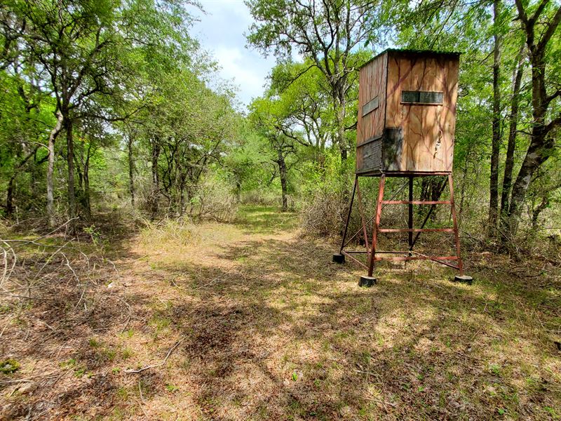 11.881 Wooded Ac, Davilla / Sharp : Thorndale : Milam County : Texas