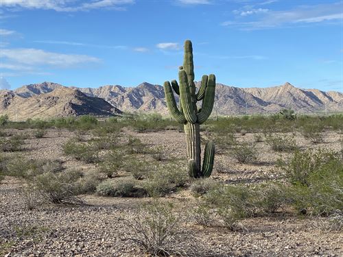 4 Sold, Only 1 Left, Mtns, Saguaros : Tonopah : Maricopa County : Arizona