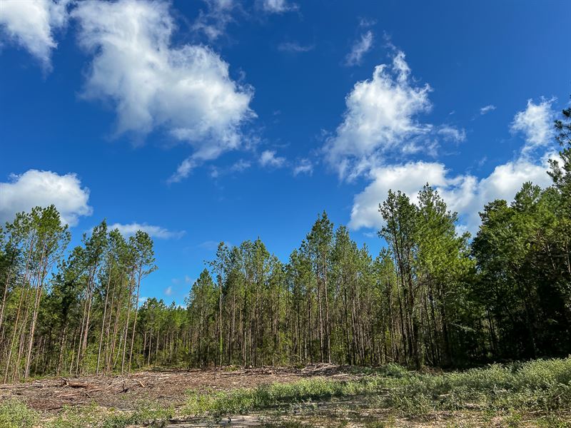 11 Acres, T-3 Slim Palmer Rd : Zavalla : Angelina County : Texas