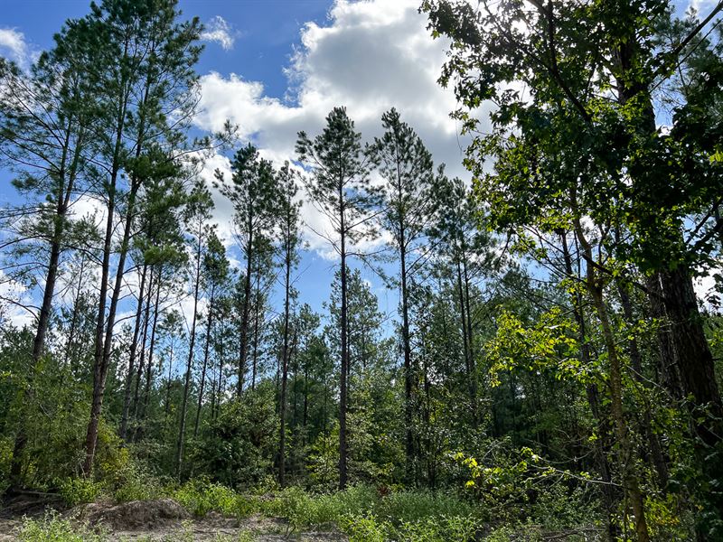 75 Acres, T-4 CR 364 : Zavalla : Angelina County : Texas