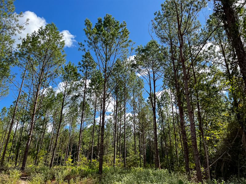 78 Acres, T-5 CR 364 : Zavalla : Angelina County : Texas