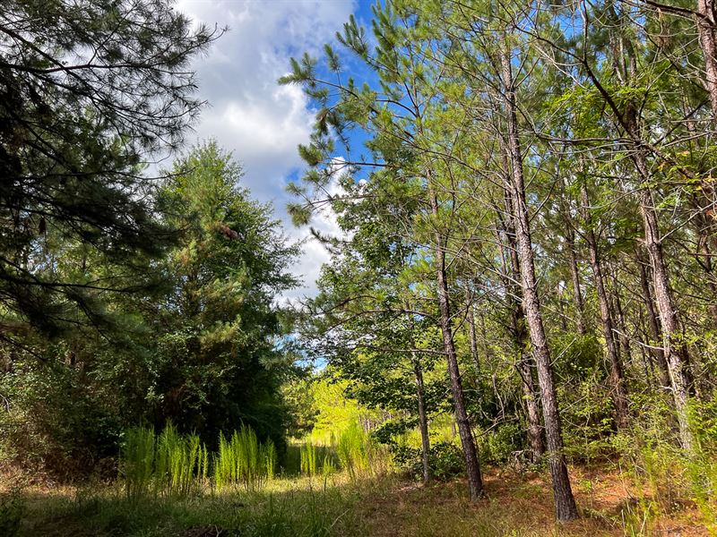 70 Acres, T-6 CR 364 : Zavalla : Angelina County : Texas
