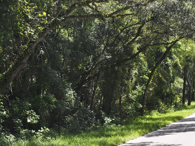 Oak Hammock Reserve : Deland : Volusia County : Florida