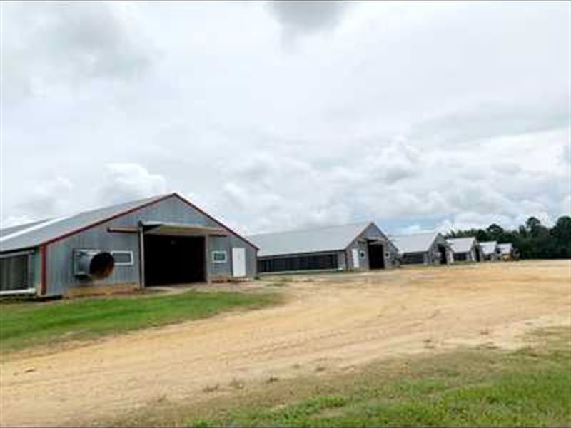 18 House Broiler Farm in Pitts : Pitts : Wilcox County : Georgia