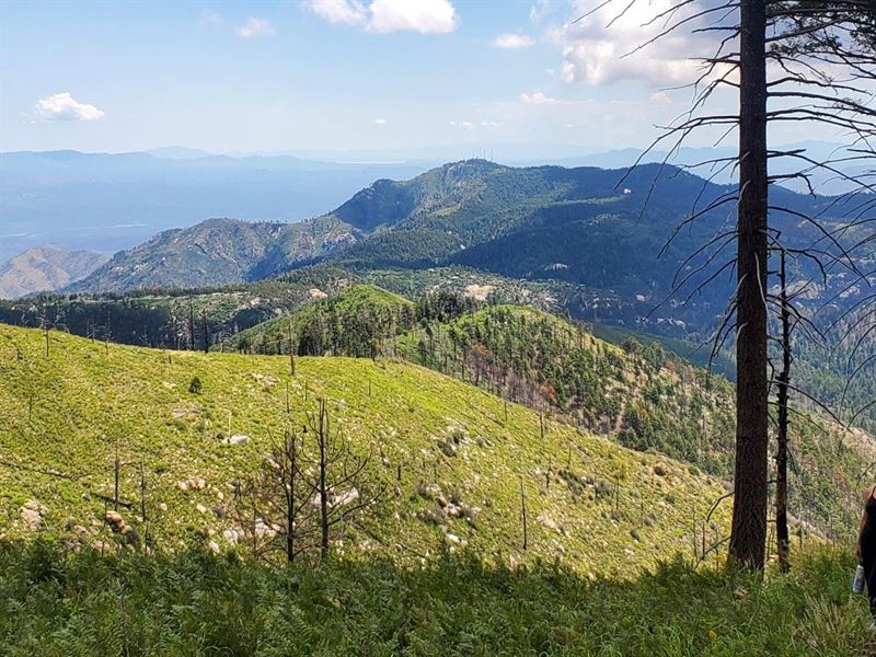 4 Acres on Top of Mt. Lemmon : Mount Lemmon : Pima County : Arizona