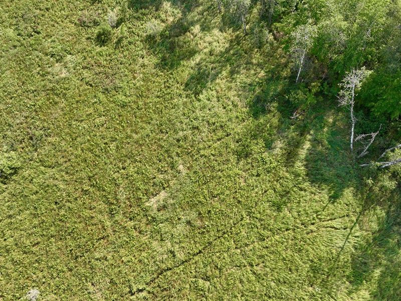 20 Acres in Dunn County : Boyceville : Dunn County : Wisconsin